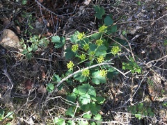 Lomatium lucidum