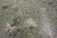 Stipa lagascae