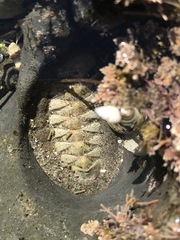 Chiton