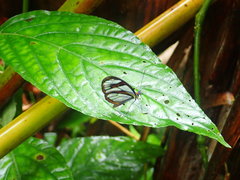 Ithomia agnosia pellucida