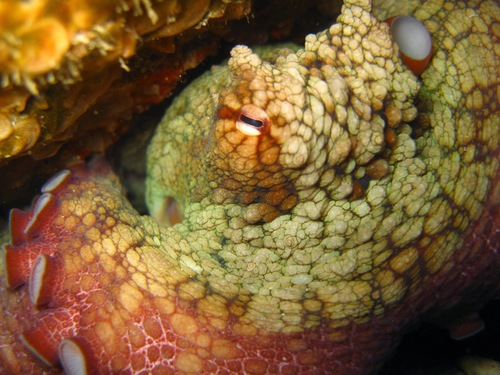 Hubb's Octopus
