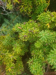 Leptecophylla robusta