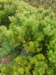 Leptecophylla robusta