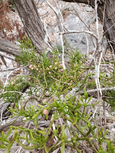 Image of Phoradendron hawksworthii by (c) Jo Roberts, some rights reserved (CC BY)