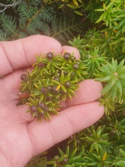 Leptecophylla robusta