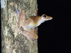 Polypedates colletti