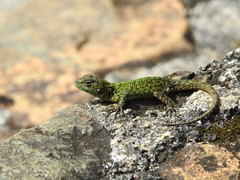 Sceloporus taeniocnemis
