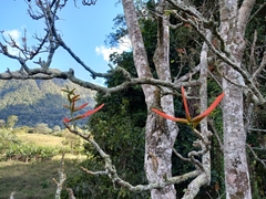 Erythrina poeppigiana