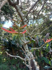 Erythrina poeppigiana