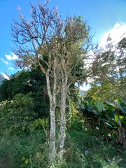 Erythrina poeppigiana