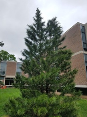 Sciadopitys verticillata