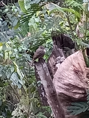 Contopus hispaniolensis