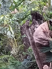 Contopus hispaniolensis