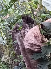 Contopus hispaniolensis