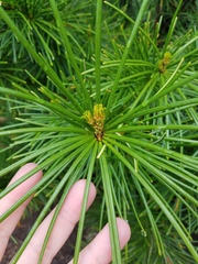 Sciadopitys verticillata