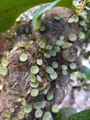 Peperomia rotundifolia