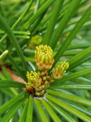 Sciadopitys verticillata