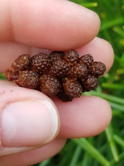 Sciadopitys verticillata