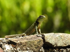 Sceloporus taeniocnemis
