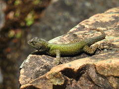 Sceloporus taeniocnemis