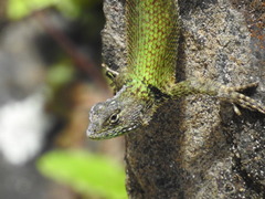 Sceloporus taeniocnemis