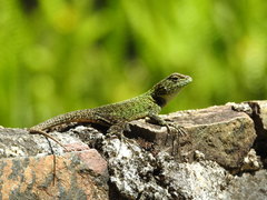 Sceloporus taeniocnemis