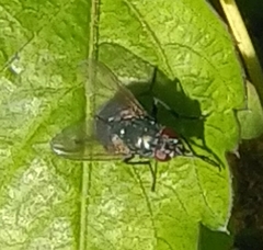 Eudasyphora cyanella