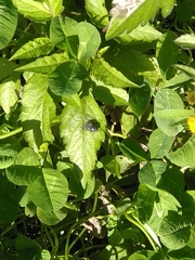 Eudasyphora cyanella