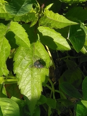 Eudasyphora cyanella