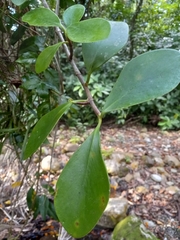 Peperomia obtusifolia