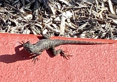 Sceloporus occidentalis