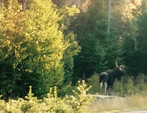Moose photographed in Maine