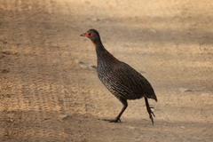 Pternistis rufopictus