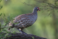 Pternistis rufopictus