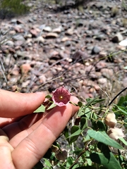 Philibertia gilliesii