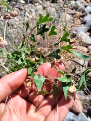 Philibertia gilliesii