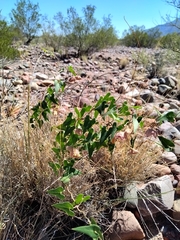 Philibertia gilliesii