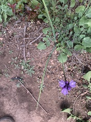 Dipterostemon capitatus capitatus