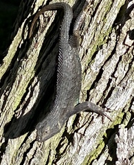 Sceloporus occidentalis