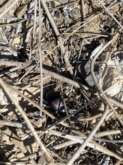 Stenomorpha marginata