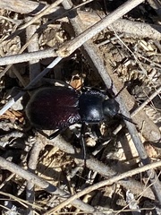 Stenomorpha marginata