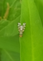 Otitinae