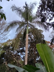 Roystonea borinquena