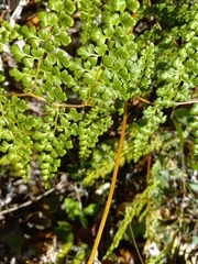 Odontosoria aculeata