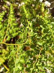 Odontosoria aculeata