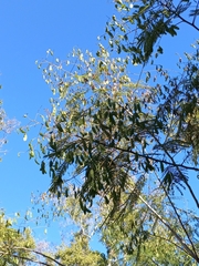 Acaciella