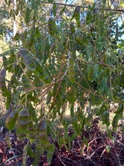 Acaciella