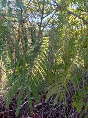 Acaciella