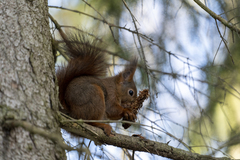 Sciurus vulgaris