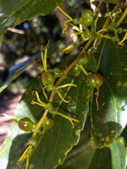 Alchornea latifolia